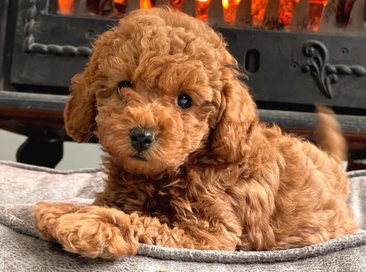 Şirinmi  Şirin Poodle Yavruları
