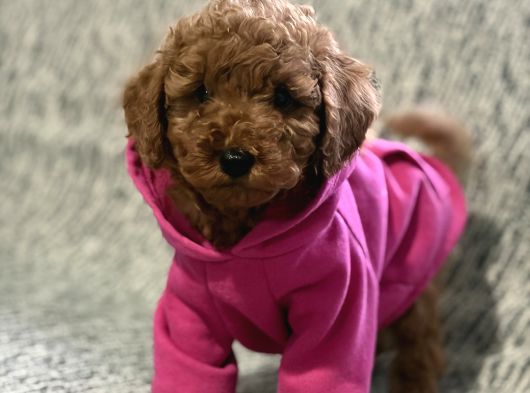 Poodle Bebeklerimiz