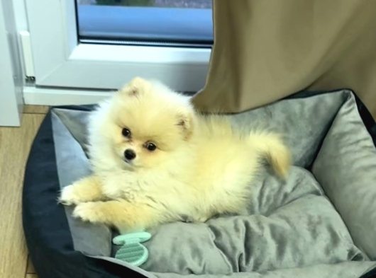 3 Aylık Erkek Pomerian Boo