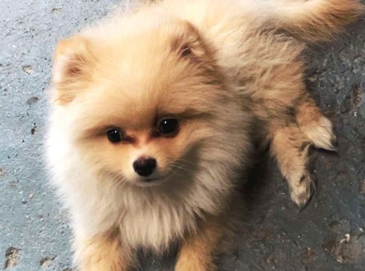 3 Aylık Erkek Pomerian Boo görsel