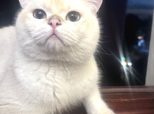 Bakımlı Uysal Kedi Cesur Sahibini Arıyor görsel