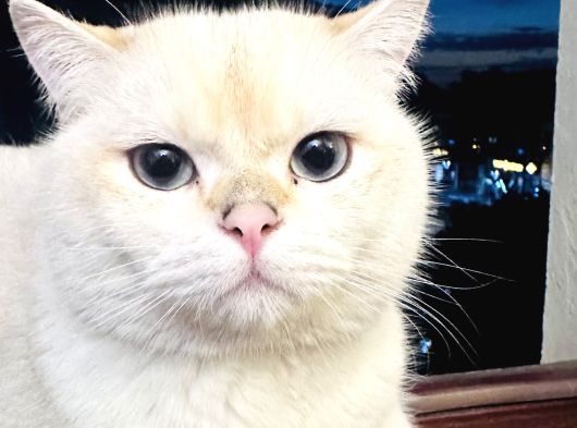 Bakımlı Uysal Kedi Cesur Sahibini Arıyor görsel