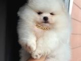 Ayıcık Pomeranian