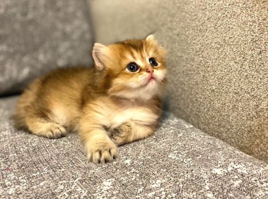 Safkan Gold Kedimiz Yeni Yuvasını Arıyor görsel