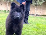 Safkan Solid Black Alman Kurdu Yavrulari