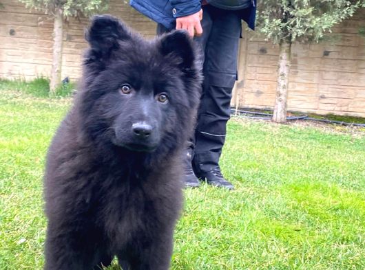Safkan Solid Black Alman Kurdu Yavrulari görsel
