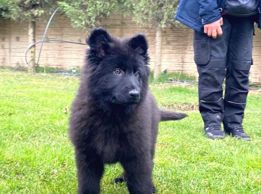 Safkan Solid Black Alman Kurdu Yavrulari görsel