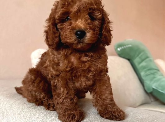 İstanbulda A Kali̇te Gerçek Orji̇nal Toy Poodle Yavrular görsel