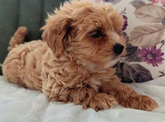 İstanbulda Gerçek Orji̇nal Malti̇poo Yavrular görsel