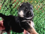 Ruhsatlı çiftlikten A kalite son yavru