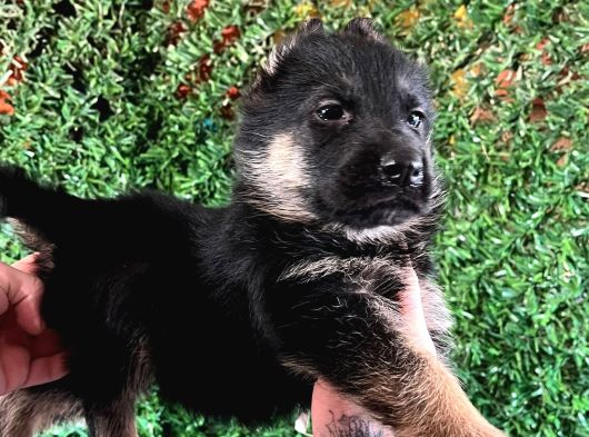 Ruhsatlı Çiftlikten A Kalite Son Yavru