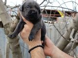 Asalet ve Güç Bir Arada Blue Cane Corso Yavruları