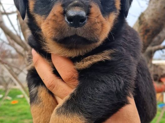 Efsane Rottweiler Yavruları görsel