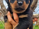 Efsane Rottweiler Yavruları