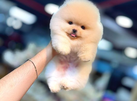 Pomeranian Boo Karbeyaz Yavrumuz Mağazamızdan Sizlerle görsel