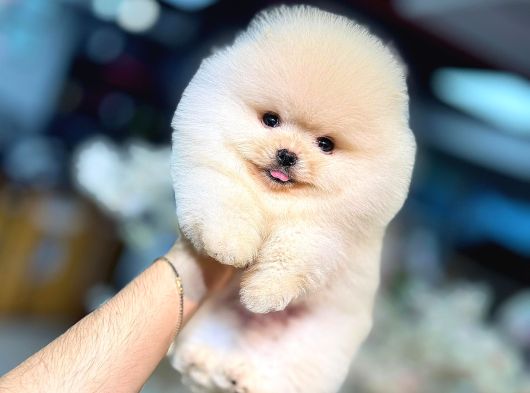Pomeranian Boo Karbeyaz Yavrumuz Mağazamızdan Sizlerle