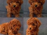 İstanbulda A Kali̇te Gerçek Orji̇nal Toy Poodle Yavrular