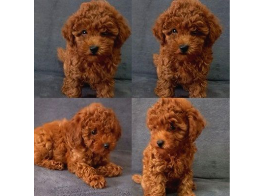İstanbulda A Kali̇te Gerçek Orji̇nal Toy Poodle Yavrular görsel