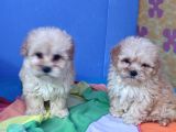 İstanbulda Gerçek Orji̇nal Malti̇poo Yavrular