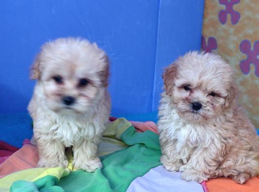 İstanbulda Gerçek Orji̇nal Malti̇poo Yavrular görsel