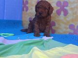 İstanbulda A Kali̇te Gerçek Orji̇nal Toy Poodle Yavrular