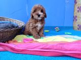İstanbulda Gerçek Orji̇nal Malti̇poo Yavrular