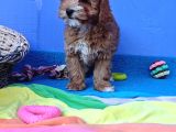 İstanbulda Gerçek Orji̇nal Malti̇poo Yavrular