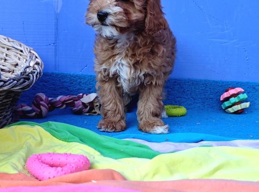 İstanbulda Gerçek Orji̇nal Malti̇poo Yavrular görsel