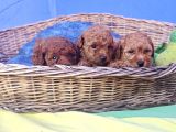 İstanbulda A Kali̇te Gerçek Orji̇nal Toy Poodle Yavrular