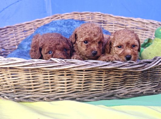 İstanbulda A Kali̇te Gerçek Orji̇nal Toy Poodle Yavrular görsel