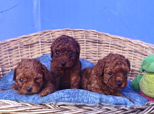 İstanbulda A Kali̇te Gerçek Orji̇nal Toy Poodle Yavrular görsel