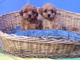 İstanbulda Gerçek Orji̇nal Malti̇poo Yavrular