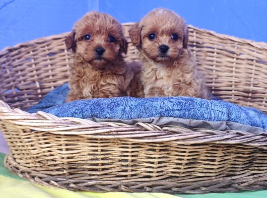 İstanbulda Gerçek Orji̇nal Malti̇poo Yavrular görsel