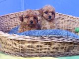 İstanbulda Gerçek Orji̇nal Malti̇poo Yavrular