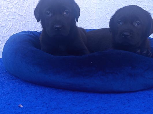 İstanbulda İnanilmaz Güzelli̇kte Labrador Yavrular görsel