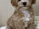 F1 Maltipoo Yavrularımız