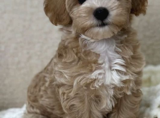F1 Maltipoo Yavrularımız görsel