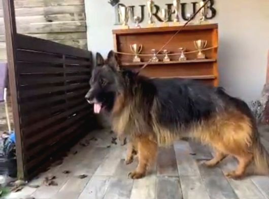 Ruhsatlı Çiftlikten A Kalite Son Yavru görsel