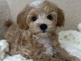 F1 Maltipoo Yavrularımız