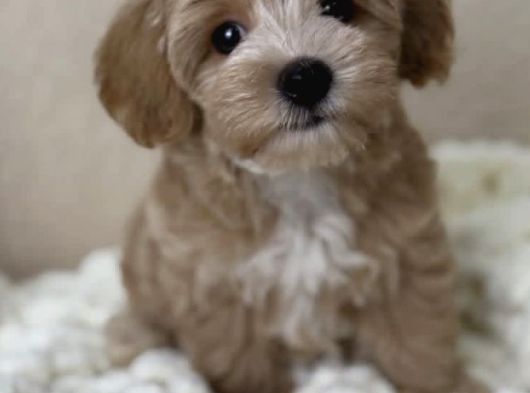 F1 Maltipoo Yavrularımız