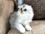 Wcf Kayıtlı Scottish Fold Longhair  Özel Üretim Yavru