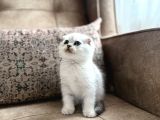 Wcf Kayıtlı Scottish Fold Shorthair  Seçkin Ailelere Özel
