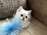 Özel Yetiştirilmiş Wcf Kayıtlı British Shorthair Yavru