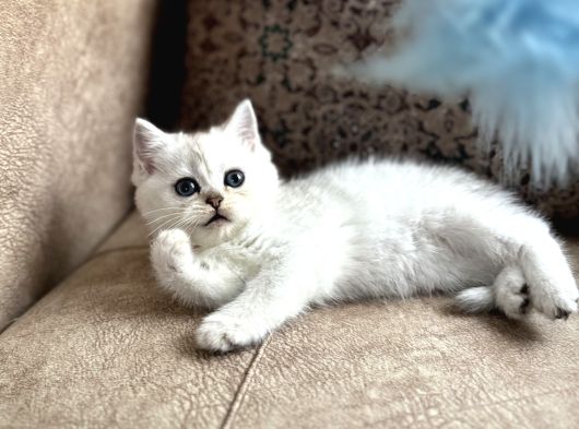 Özel Yetiştirilmiş Wcf Kayıtlı British Shorthair Yavru