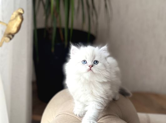 Mükkemmel Kali̇te Safkan Bri̇ti̇sh Longhai̇r Yavrum görsel