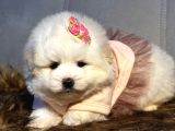 A Kalite Kore Maltipoo Yavrular