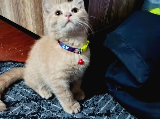 Britsh Shorthair görsel