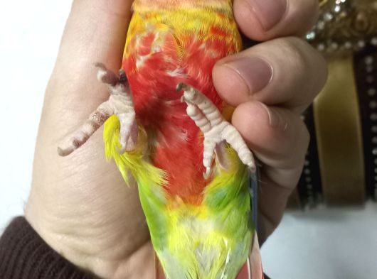 Konur Papağanı görsel