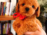 Orijinal Toy Poodle