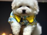 A Kalite Kore Maltipoo Yavrular